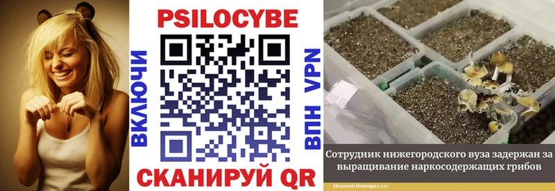 Купить закладки  Гатчина  Псилоцибиновые грибы Psilocybine cubensis 
